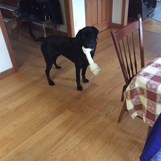 Picture of Koda, a black, male, Labrador Retriever from Homewood Croft at two years old