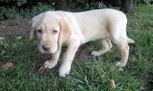 Yellow male Lab puppy picture