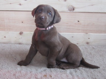 Chocolate Lab female puppy picture