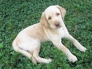 Yellow male Lab puppy picture