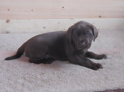 Chocolate Lab male puppy picture