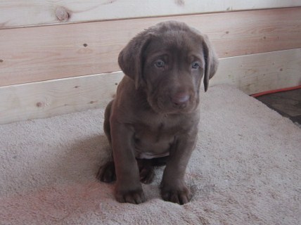 Chocolate Lab male puppy picture