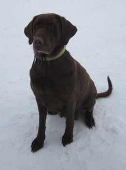 picture of Lizzy, a female, chocolate Labrador Retriever, and mother to Homewood puppies