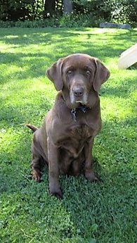 picture of Lizzy, a female, chocolate Labrador Retriever, and mother to Homewood puppies