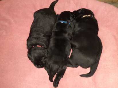 2022 Labrador puppies