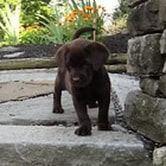 Chocolate Lab female puppy picture