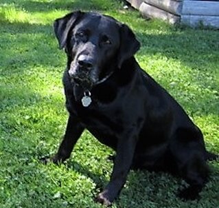 Black Labrador Retriever Stud of Homewood Croft picture